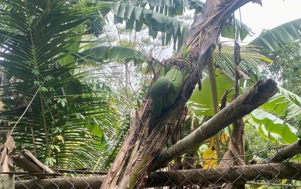 hiem-thay:-cay-chuoi-tro-buong-ngang-hong,-chu-vuon-hao-huc-cho-ngay-an-thu