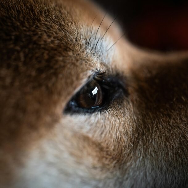 is-dogecoin-waking-up?-critical-on-chain-metric-explodes-higher