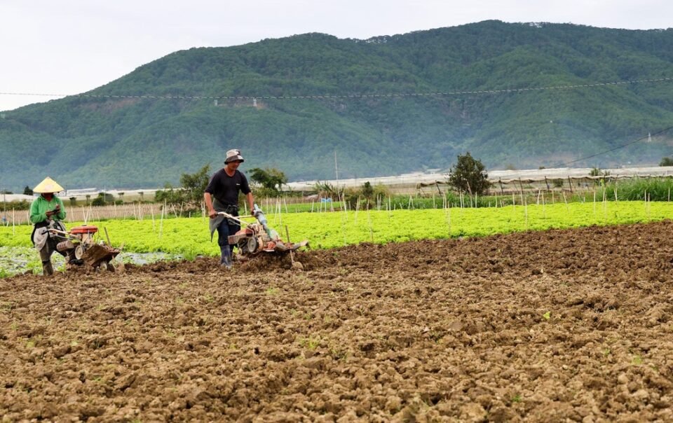 khong-de-tp.hcm-thieu-rau-tet