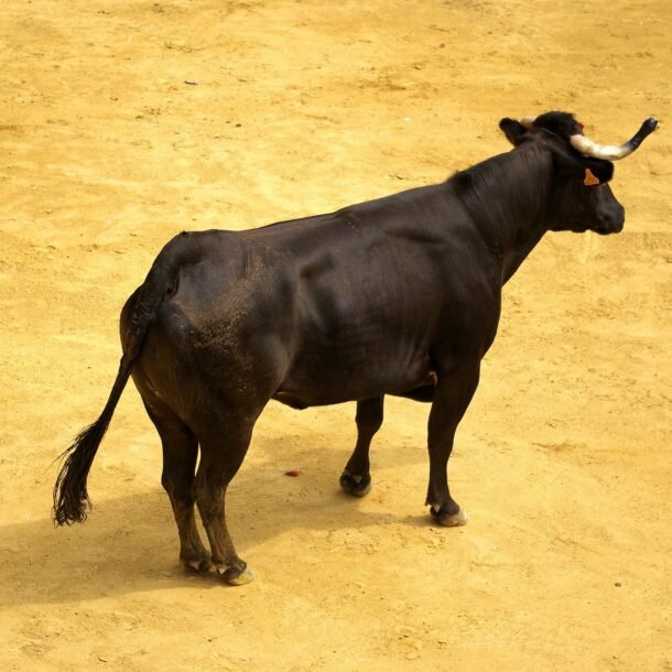 xrp-holders-labeled-‘uneducated-perma-bulls’-by-veteran-trader-–-details