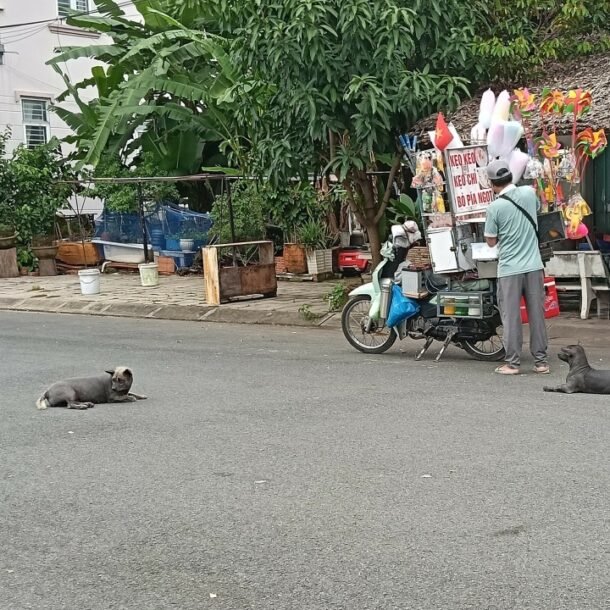 mau-thuan-voi-hang-xom-vi-thu-cung