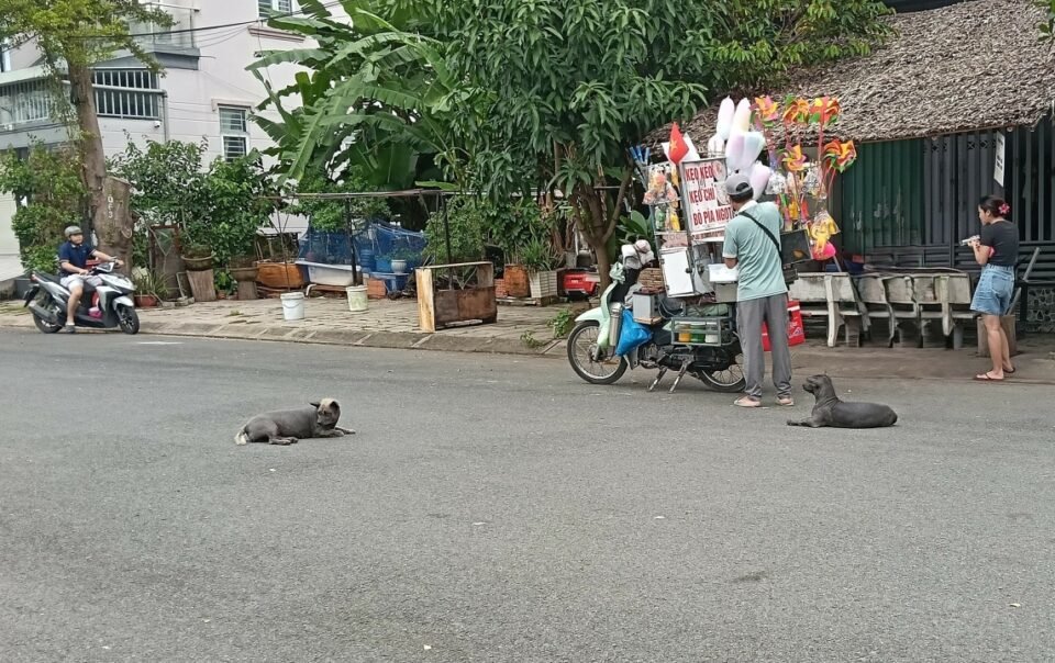 mau-thuan-voi-hang-xom-vi-thu-cung