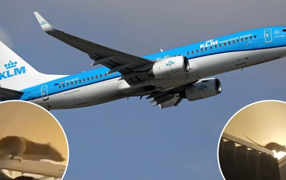 chuot-khong-lo-gay-so-hai-tren-chuyen-bay