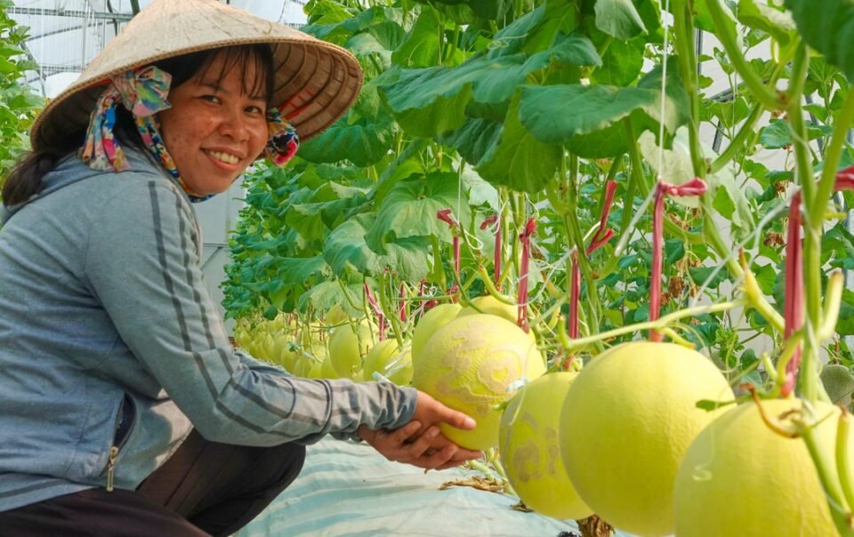 ban-co-biet-mon-dua-luoi-ho-tro-suc-khoe-tieu-hoa-va-he-mien-dich?