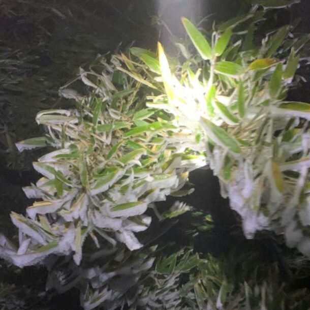 fansipan-3-do-c,-bang-gia-bao-phu-noc-nha-dong-duong