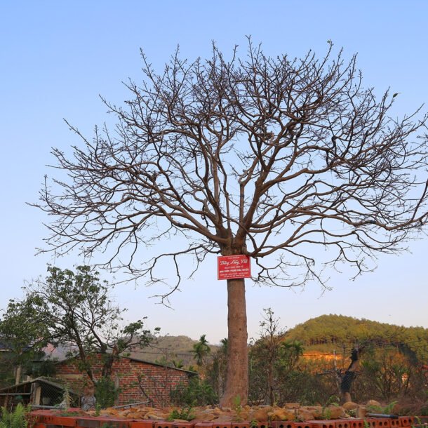 nhin-nhu-canh-cui-kho,-cay-mai-yen-tu-bat-ngo-duoc-hoi-mua-gan-1-ty-dong