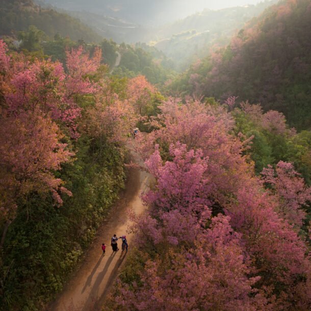 hang-nghin-cay-hoa-to-day-nhuom-hong-mu-cang-chai