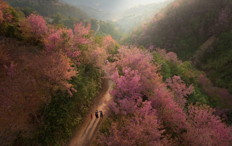 hang-nghin-cay-hoa-to-day-nhuom-hong-mu-cang-chai