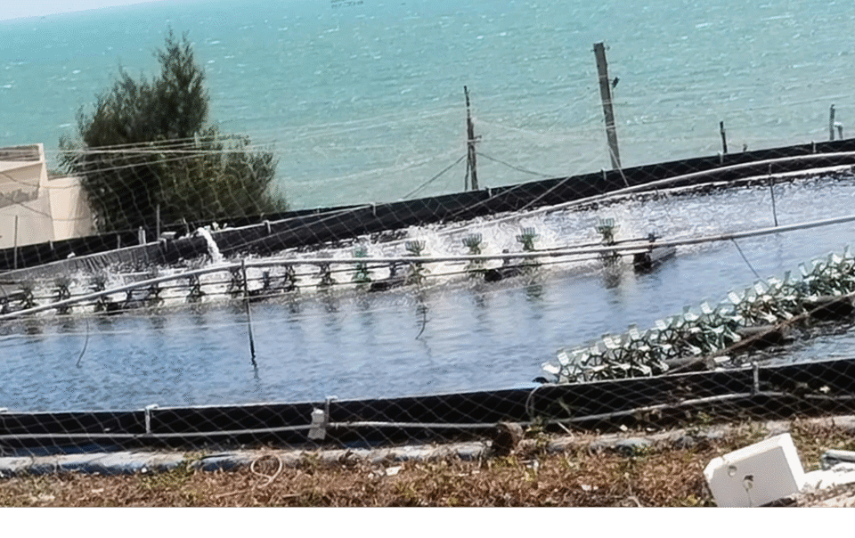 dung-du-an-‘tom-binh-thuan’-nguoi-nuoi-tom-anh-huong-khong-?