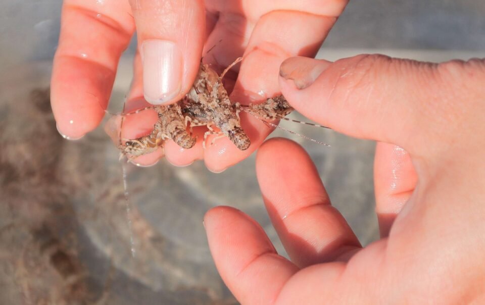 vao-mua-tom-hum-giong,-ngu-dan-da-nang-thu-bon-tien-moi-ngay