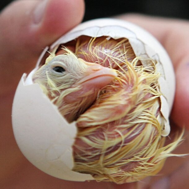 nhat-ban-dung-ai-xac-dinh-gioi-tinh-ga-con-tu-trong-trung,-chinh-xac-97%