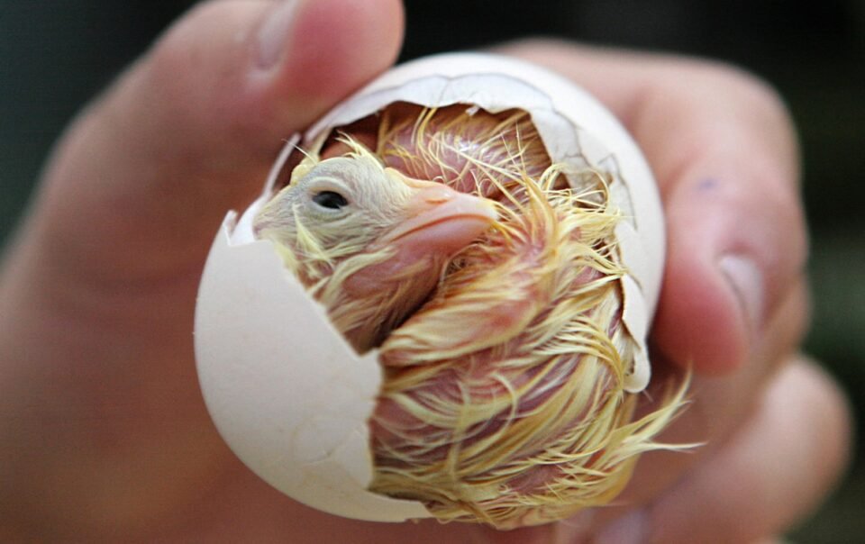 nhat-ban-dung-ai-xac-dinh-gioi-tinh-ga-con-tu-trong-trung,-chinh-xac-97%