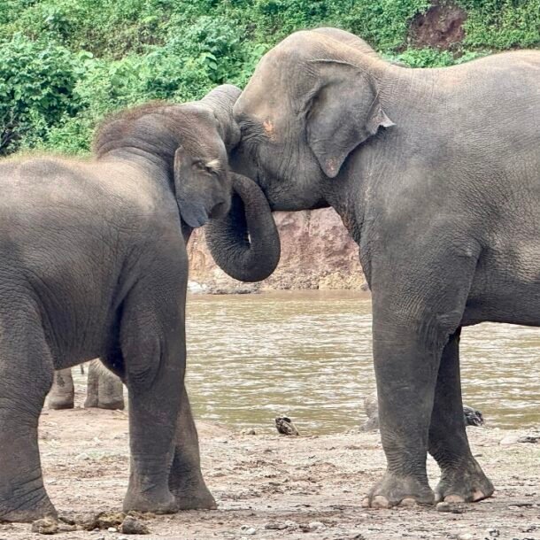 thai-lan-tiem-thuoc-tranh-thai-cho-voi-rung