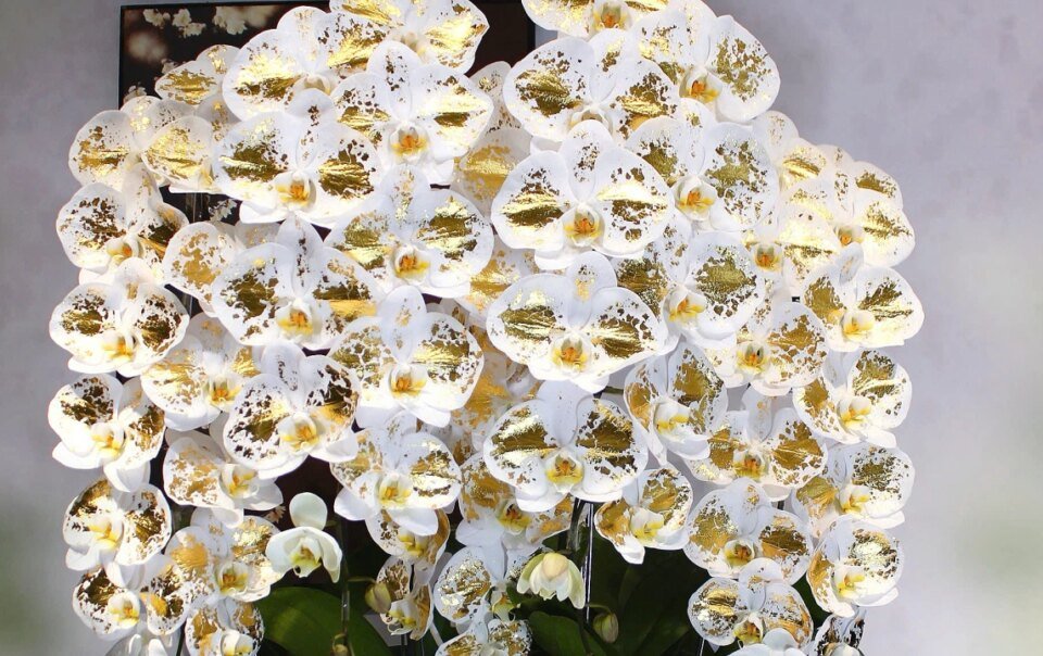 lan-cong-chua-dat-vang-24k-gia-vai-trieu-dong-mot-canh