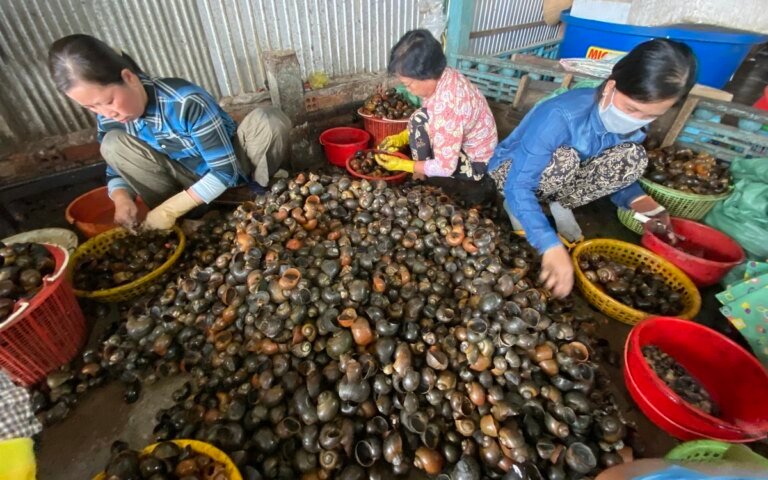 con-oc-buou-vang,-tu-ruong-den-ban-an