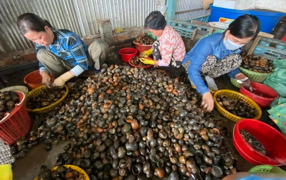 con-oc-buou-vang,-tu-ruong-den-ban-an