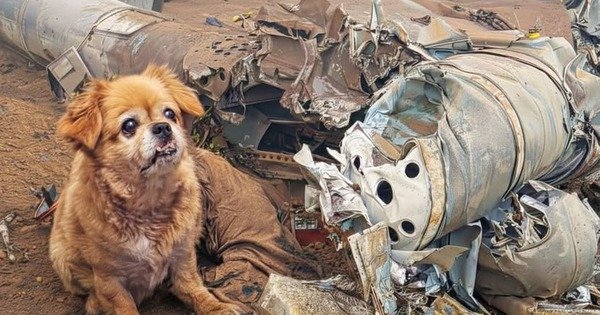 roi-truc-thang-15-nguoi-chet,-mot-ch&uacute;-ch&oacute;-song-s&oacute;t-ky-dieu