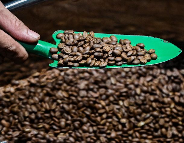 mo-hang-dau-nam,-nhieu-nuoc-chi-tien-gap-3-4-lan-mua-mot-loai-hat-cua-viet-nam