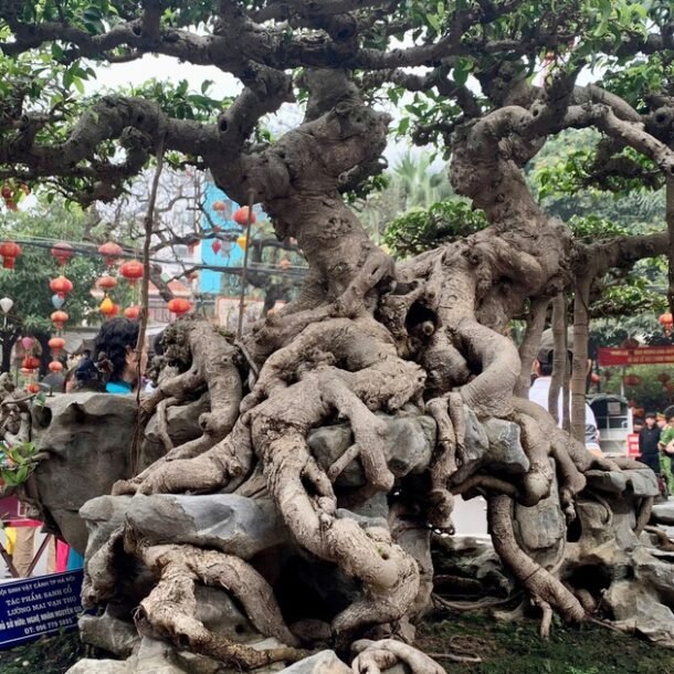 sieu-pham-‘cay-xanh-trieu-usd’-o-trien-lam-cay-canh-nghe-thuat-lang-trieu-khuc