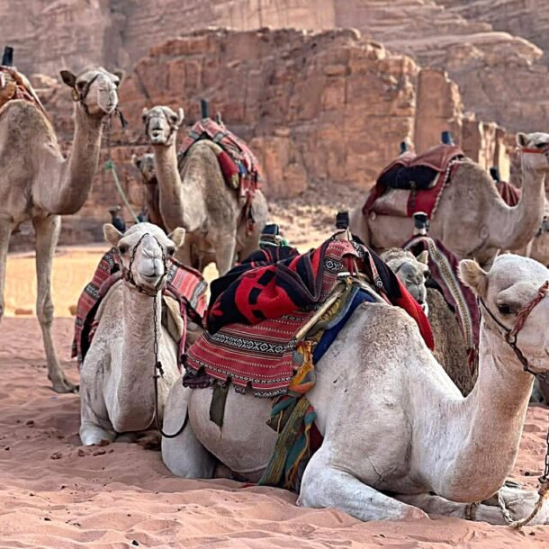 tour-tram-trieu-tam-dung,-hang-xuat-khau-‘ket’-vi-chien-su