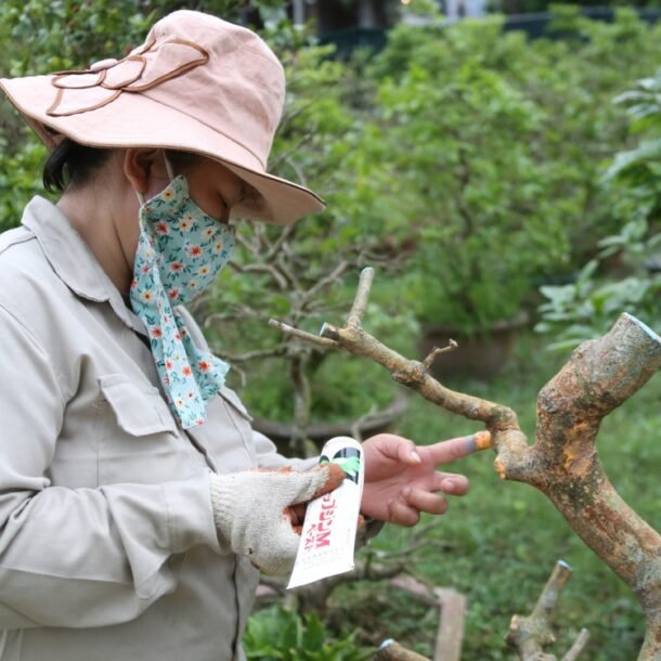 nha-vuon-huong-dan-cham-mai-vang-sau-tet-dung-cach