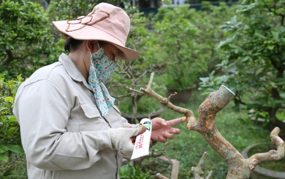 nha-vuon-huong-dan-cham-mai-vang-sau-tet-dung-cach