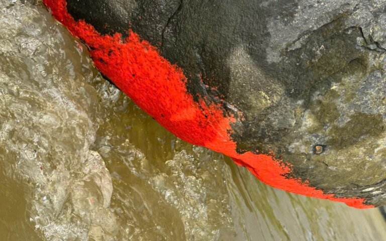 doc-la-tang-da-noi-mau-do-ruc-giong-‘no-hoa’-o-da-nang