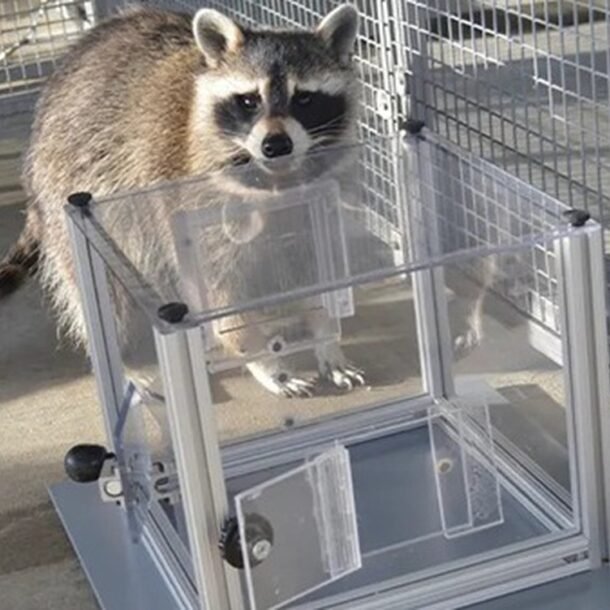 khoa-hoc-bat-ngo-phat-hien-gau-meo-‘me’-giai-do