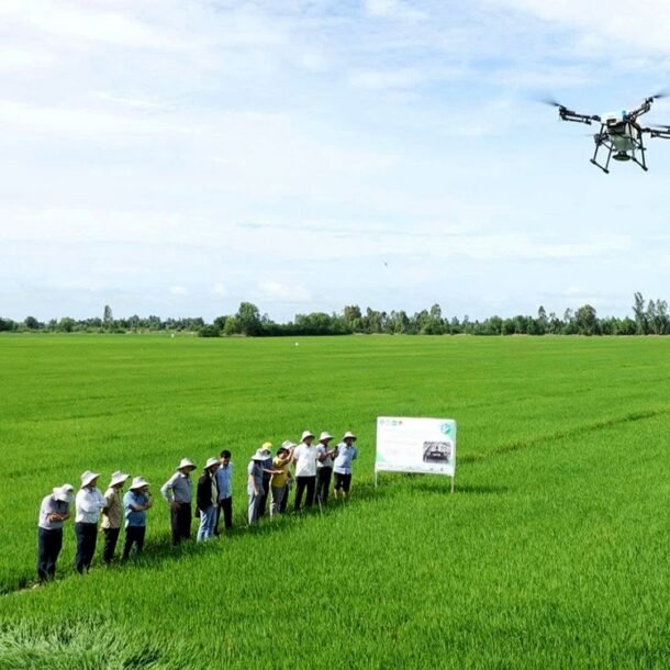 1-trieu-ha-lua-chat-luong-cao:-co-loi-nhung-nong-dan-chua-man-ma,-vi-sao?