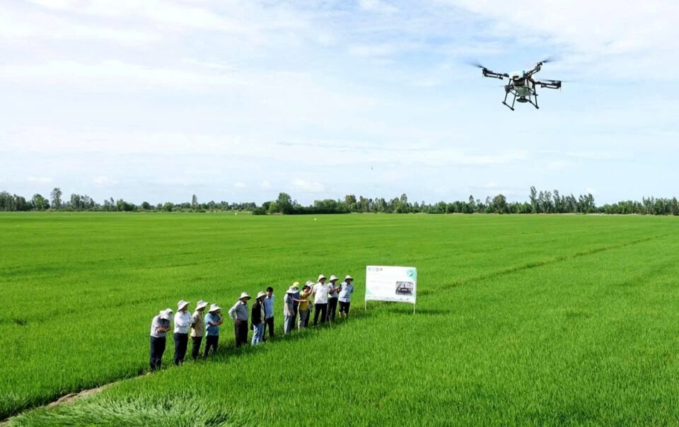 1-trieu-ha-lua-chat-luong-cao:-co-loi-nhung-nong-dan-chua-man-ma,-vi-sao?