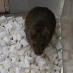 nhan-ban-vo-tinh-khong-the-keo-dai-vo-han,-dung-lai-o-the-he-58