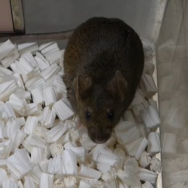 nhan-ban-vo-tinh-khong-the-keo-dai-vo-han,-dung-lai-o-the-he-58