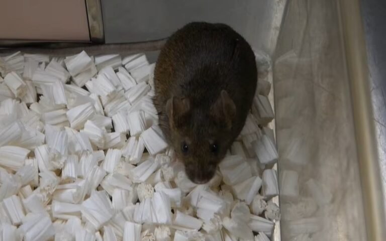 nhan-ban-vo-tinh-khong-the-keo-dai-vo-han,-dung-lai-o-the-he-58