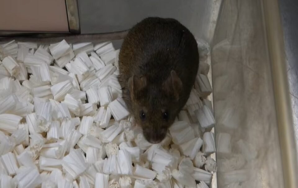 nhan-ban-vo-tinh-khong-the-keo-dai-vo-han,-dung-lai-o-the-he-58