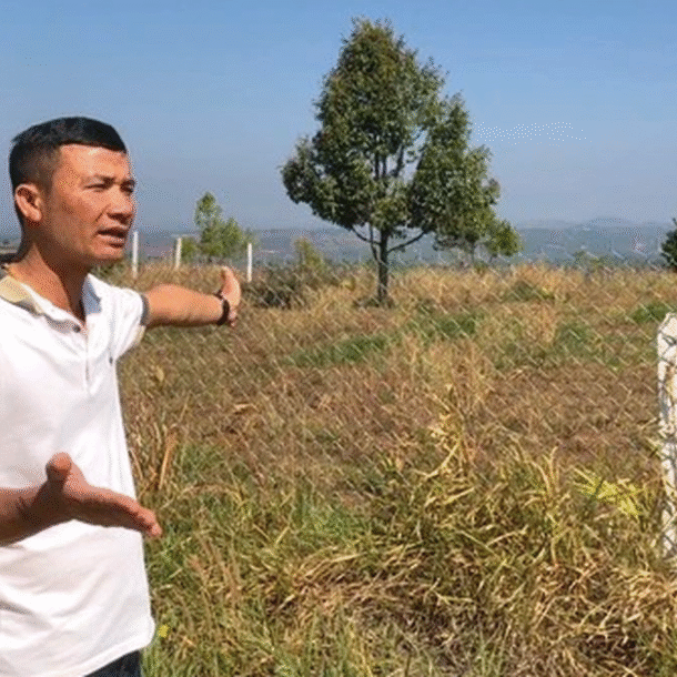 vu-tu-chat-cay-ca-phe:-vien-kiem-sat-rut-kinh-nghiem-vi-thieu-chung-cu-ket-toi