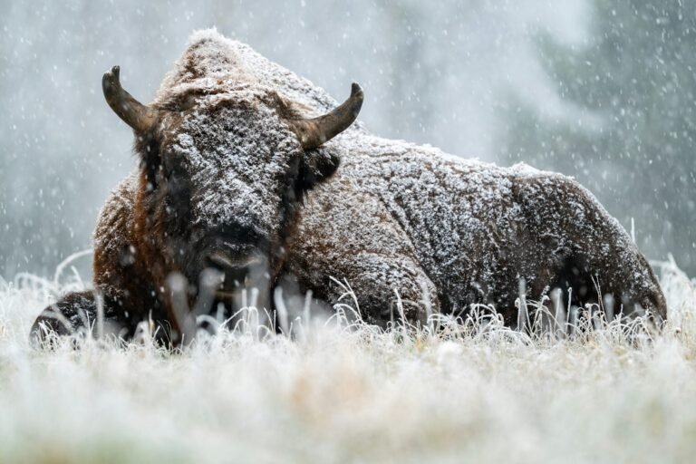 the-crowd-is-bearish-on-bitcoin,-but-history-says-that’s-bullish