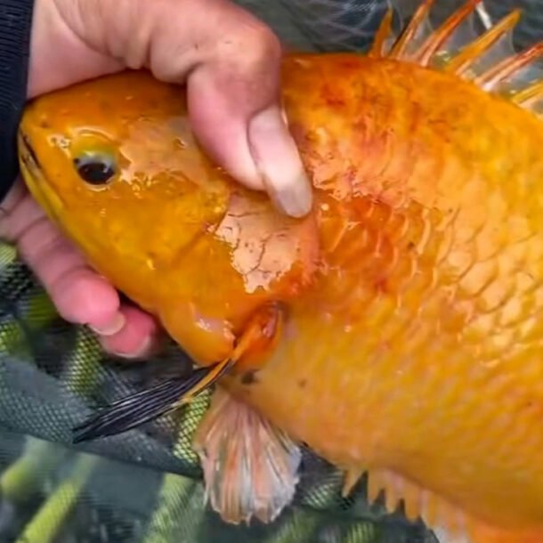 thanh-nien-vui-mung-vi-cau-duoc-ca-ro-vang