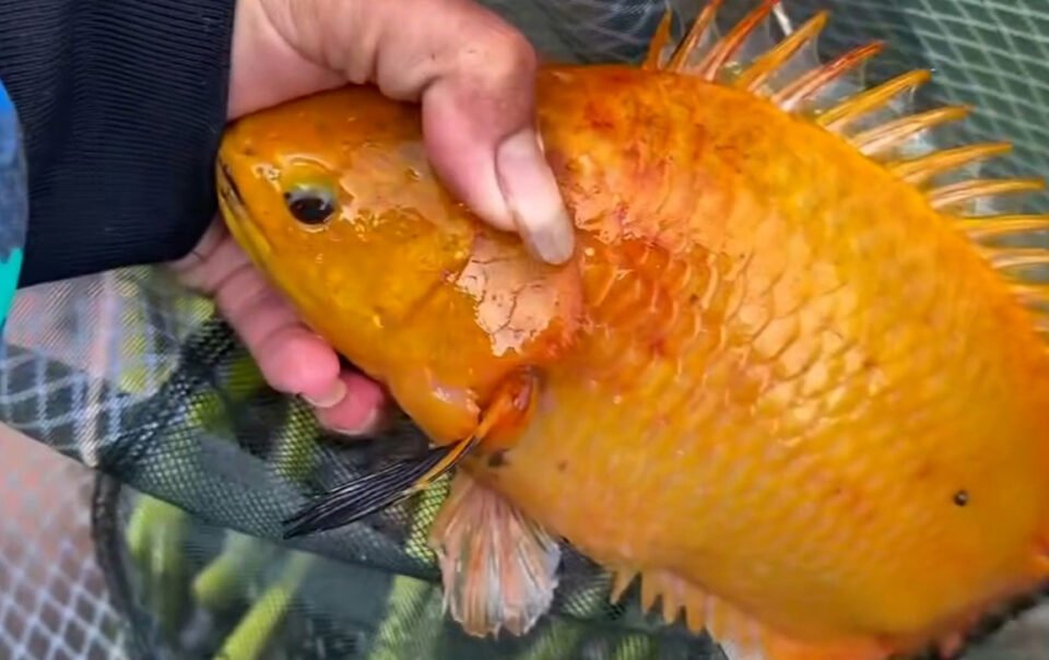 thanh-nien-vui-mung-vi-cau-duoc-ca-ro-vang