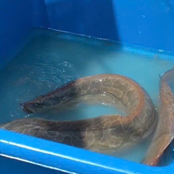 nuoi-‘sam-nuoc’-mien-tay,-moi-nam-loi-nhuan-gan-nua-ti-dong