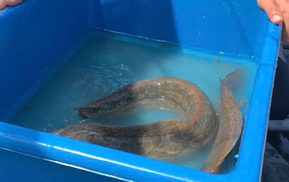 nuoi-‘sam-nuoc’-mien-tay,-moi-nam-loi-nhuan-gan-nua-ti-dong