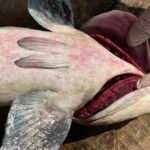 ca-bop-chet-trang-long-be-o-ly-son,-thiet-hai-hon-10-ti-dong