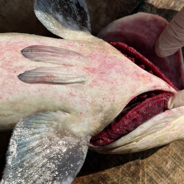 ca-bop-chet-trang-long-be-o-ly-son,-thiet-hai-hon-10-ti-dong