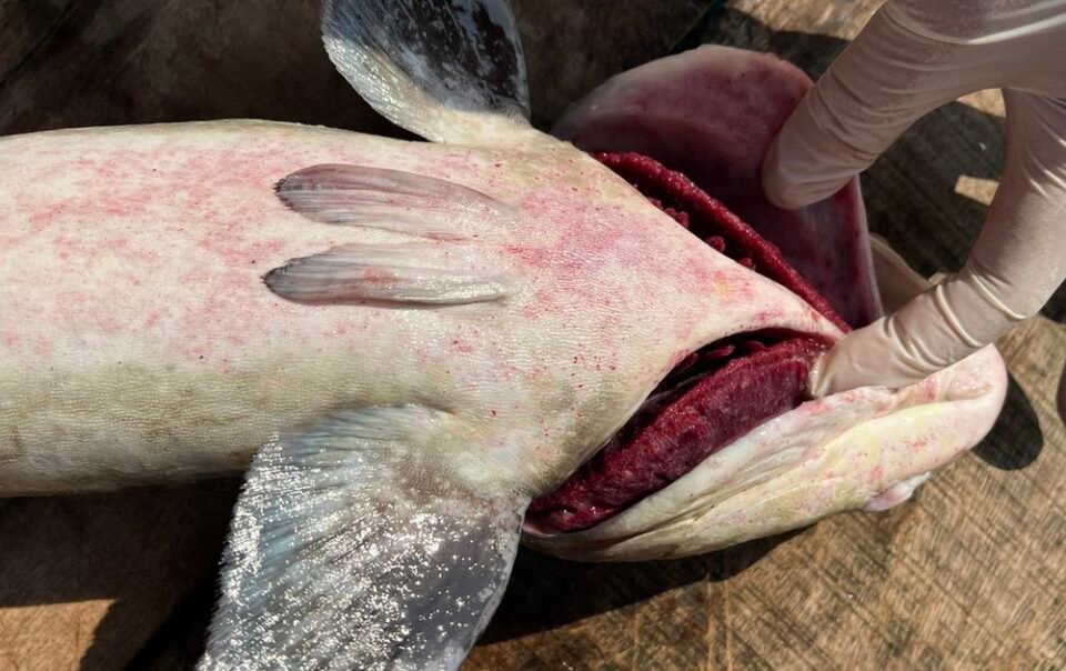 ca-bop-chet-trang-long-be-o-ly-son,-thiet-hai-hon-10-ti-dong