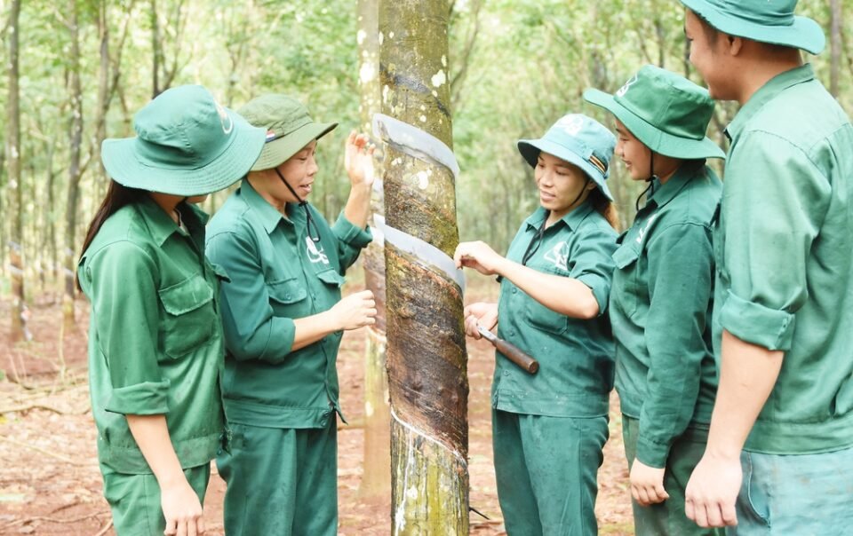 vrg-kien-tao-gia-tri-ben-vung