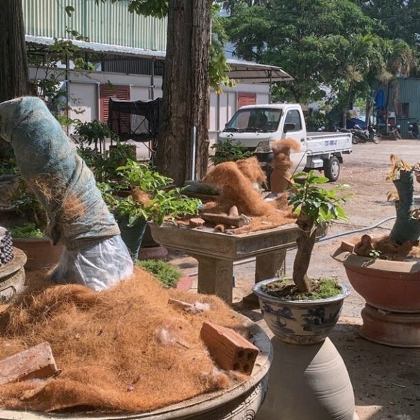 nguoi-dan-ong-bi-phat-tien,-tich-thu-42-cay-mai-vang-khong-ro-nguon-goc