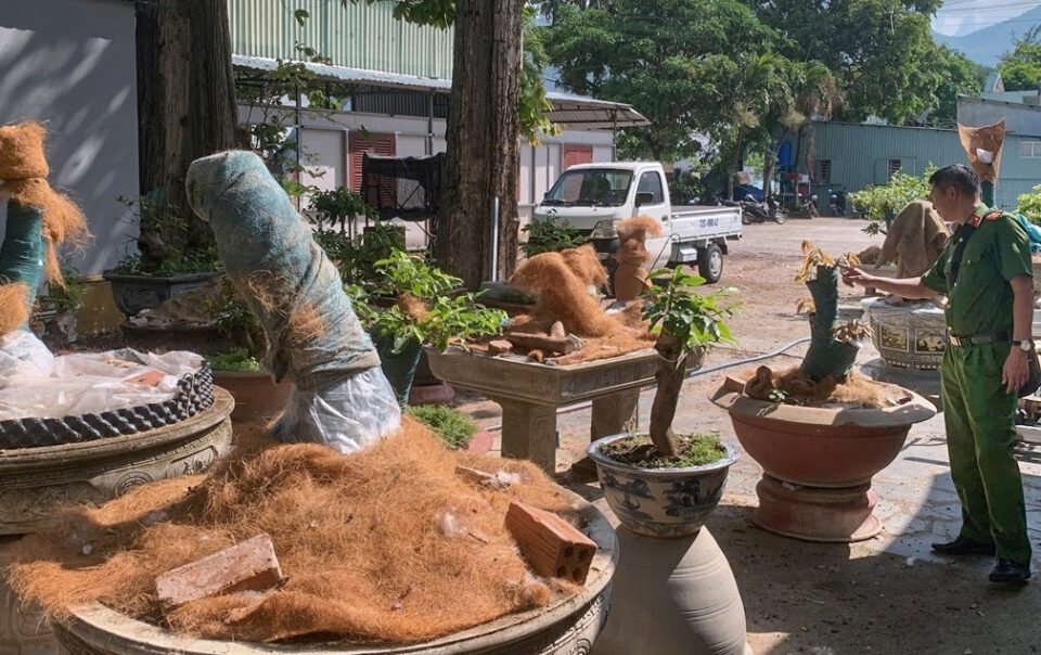 nguoi-dan-ong-bi-phat-tien,-tich-thu-42-cay-mai-vang-khong-ro-nguon-goc