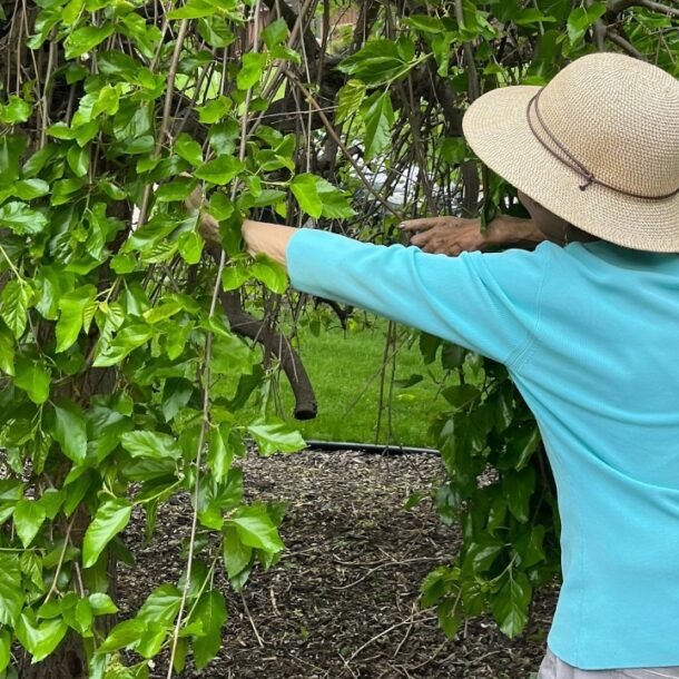 quy-dinh-o-my-ve-cat-tia-cay-hang-xom-vuon-sang-nha-minh