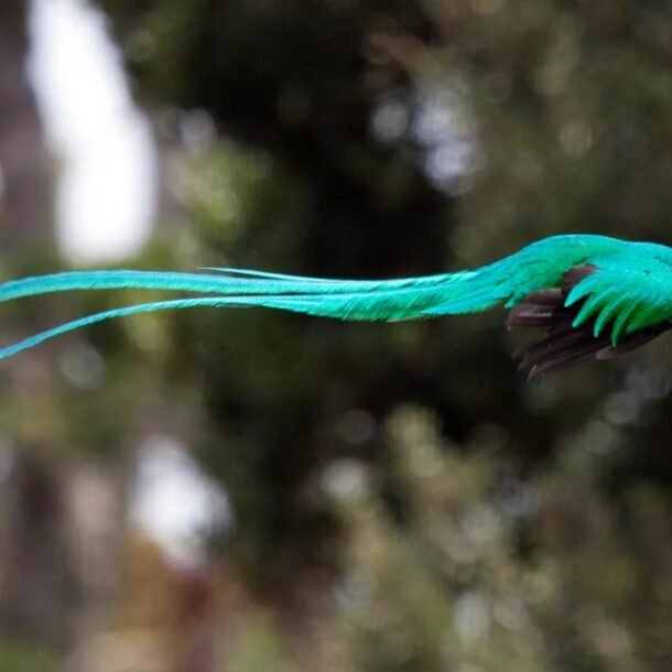 mot-diem-den-o-viet-nam-vao-top-ngam-chim-dep-nhat-the-gioi