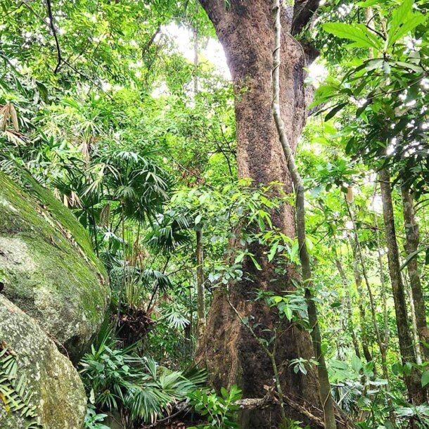 xanh-mat-rung-bac-hai-van