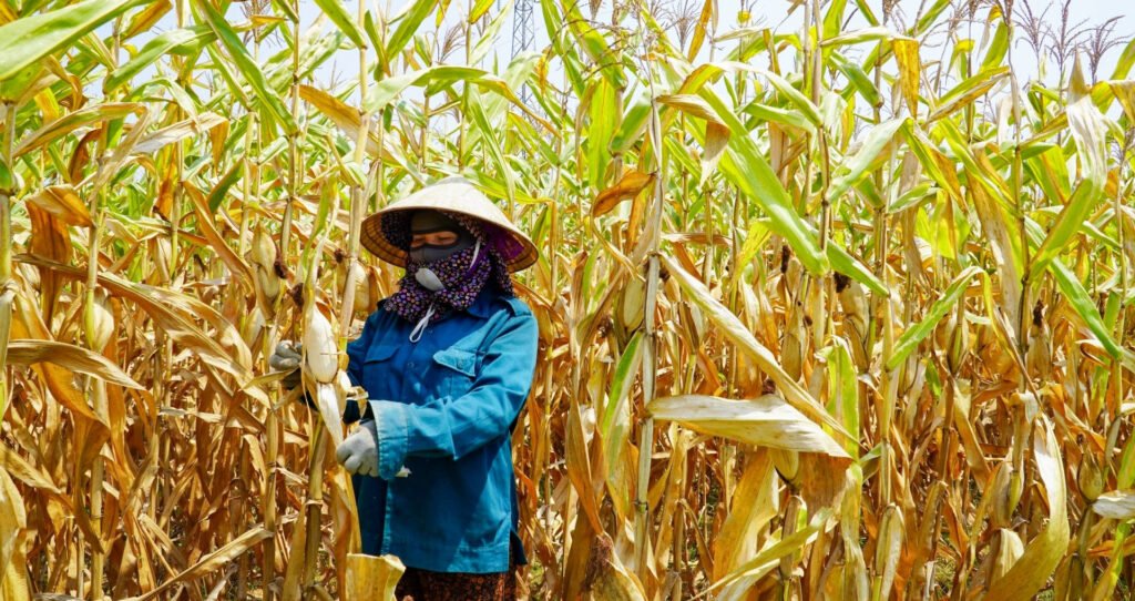 canh-tuong-xot-xa-khien-nguoi-dan-khoc-rong-giua-'chao-lua'-42-do